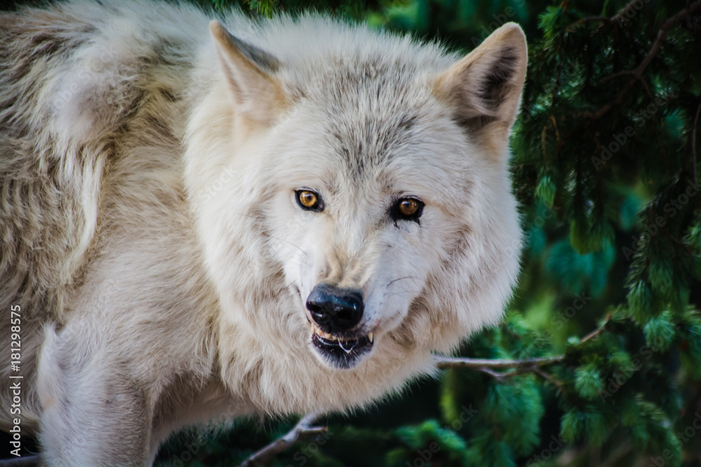 Obraz premium Wolf Sanctuary Colorado White Wolfs