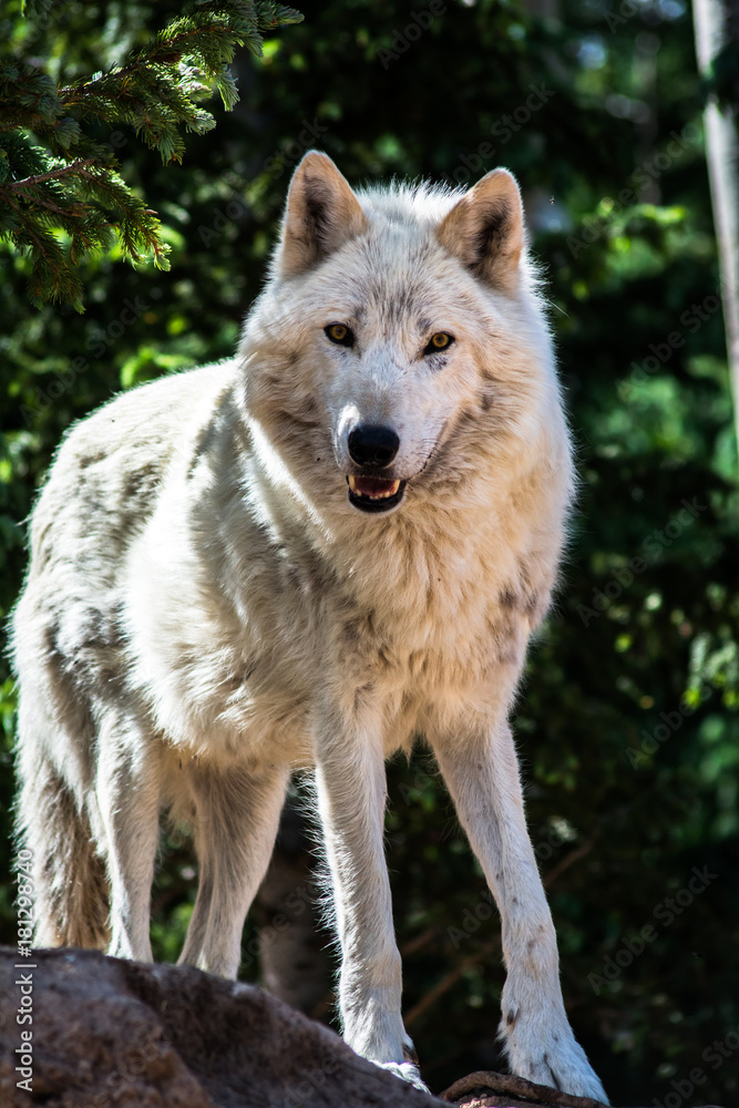 Wolf Sanctuary Colorado White Wolfs