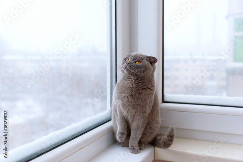 Fototapeta Naklejka Na Ścianę i Meble -  cat of Scottish British breed wrapped in a warm scarf looking out the window at the snow
