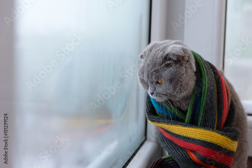 cat of Scottish British breed wrapped in a warm scarf looking out the window at the snow