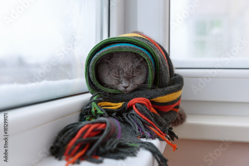 Fototapeta Naklejka Na Ścianę i Meble -  cat of Scottish British breed wrapped in a warm scarf looking out the window at the snow