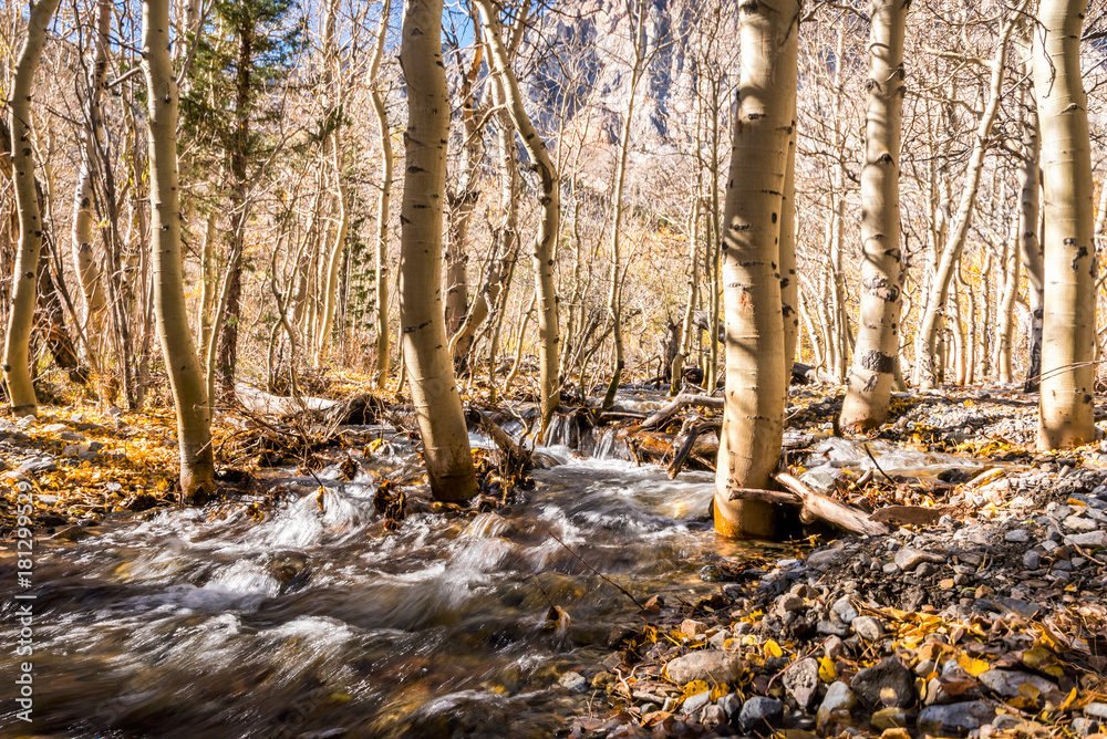 A stream rushes through aspen trees during the fall season in the Eastern Sierras. A stream rushes through aspen trees during the fall season in the Eastern Sierras.