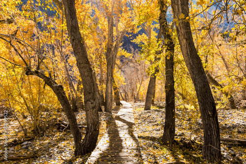 A wooden walkway winds through the aspen trees in the Eastern Sierras. © Mary Lynn Strand