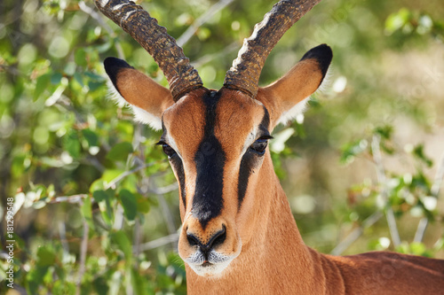 Black faced impala