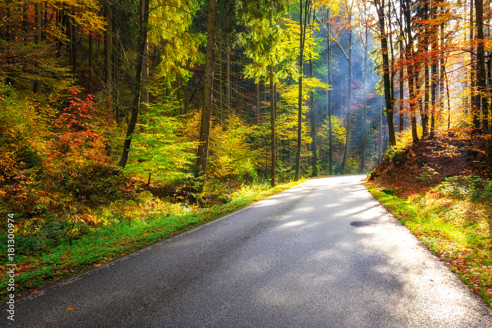 Fototapeta premium Forest road in autumn