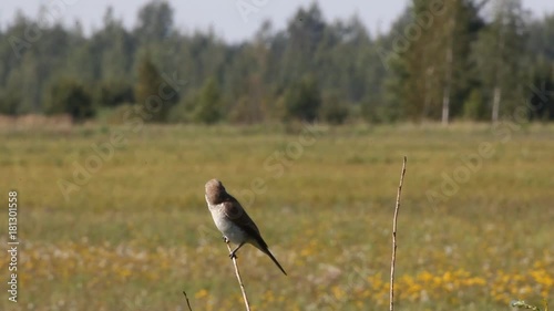 Red-backed Shrike (Lanius collurio) in fields on roost site looking for victim, hunt for insects. Height of summer, haze
 photo