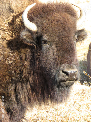 Buffalo face close up