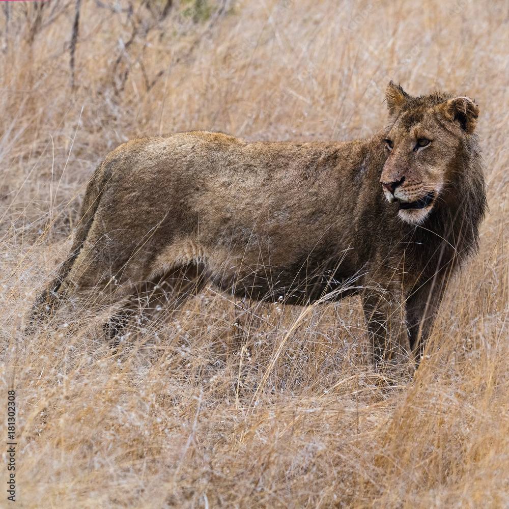 Naklejka premium Lion