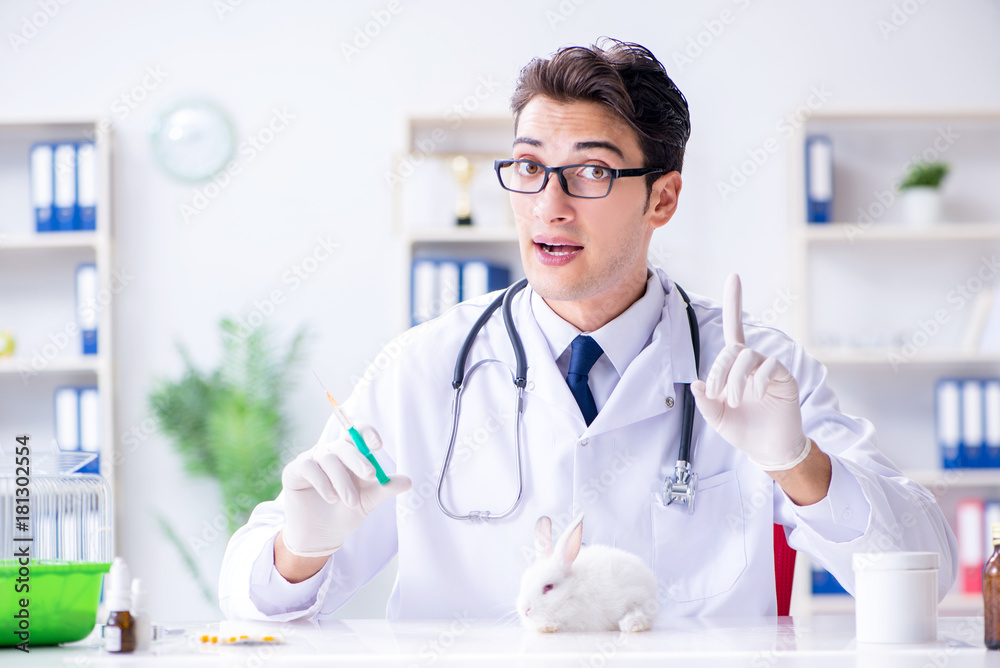 Vet doctor examining rabbit in pet hospital Vet doctor examining rabbit in pet hospital