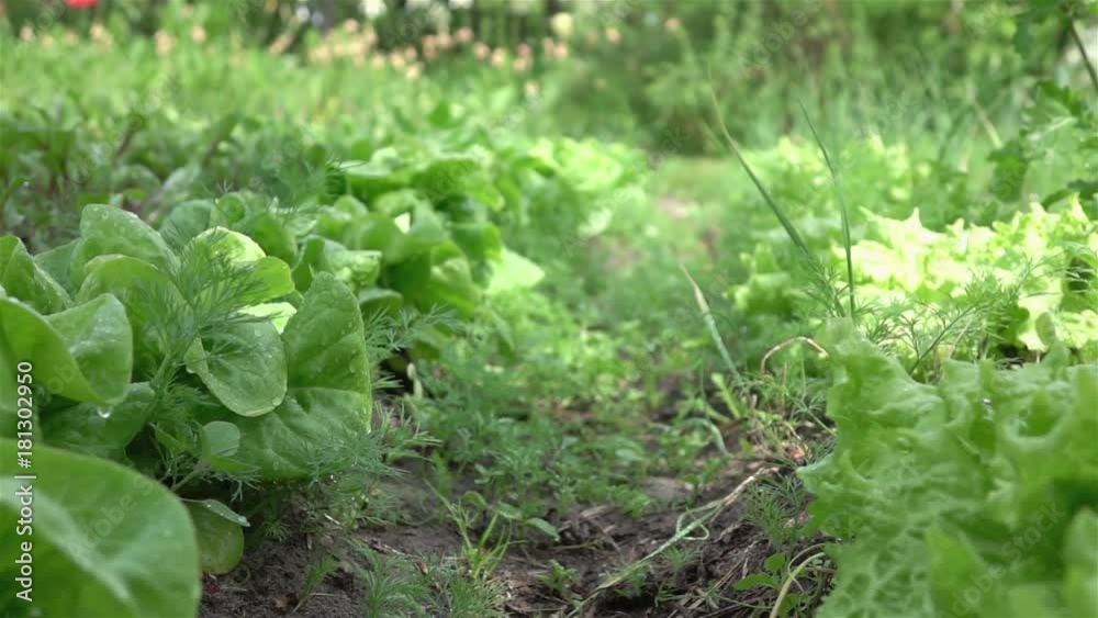 High quality video of vegetable plot in real 1080p slow motion 250fps High quality video of vegetable plot in real 1080p slow motion 250fps