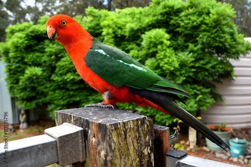 Obraz King Parrot on Fence