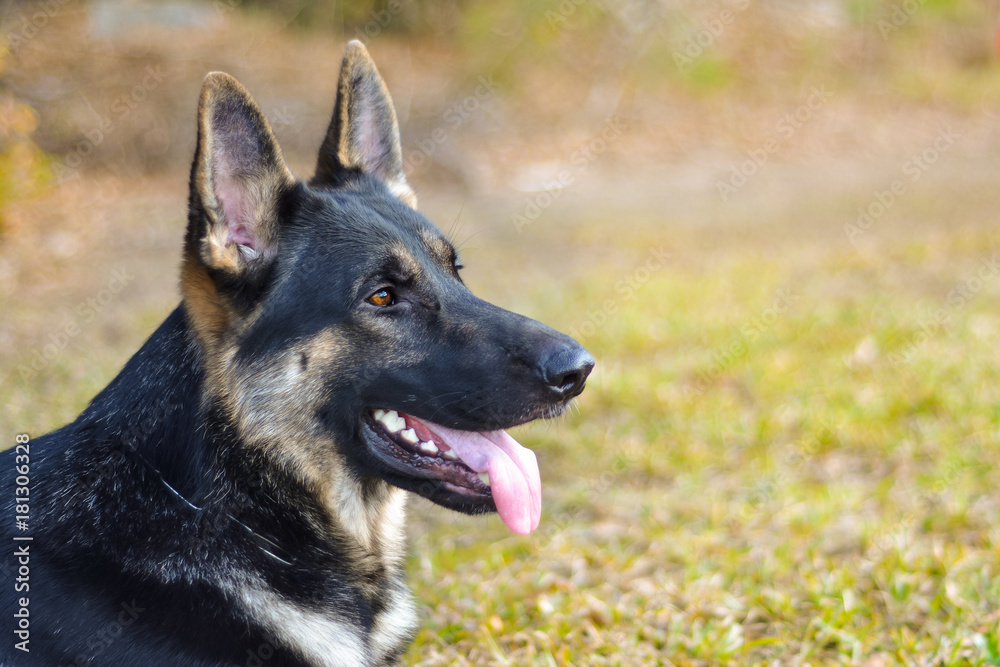 Working black and tan German Shepherd Working black and tan German Shepherd