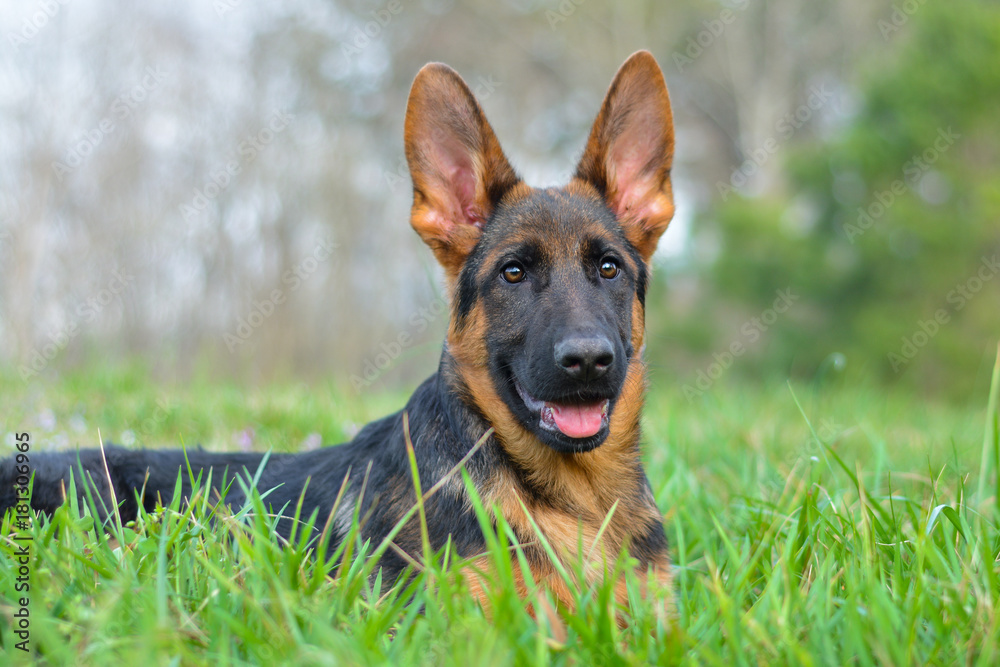 German shepherd puppy red and black with big ears