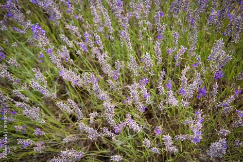 Fototapeta Naklejka Na Ścianę i Meble -  Close up on Lavender field, UK.