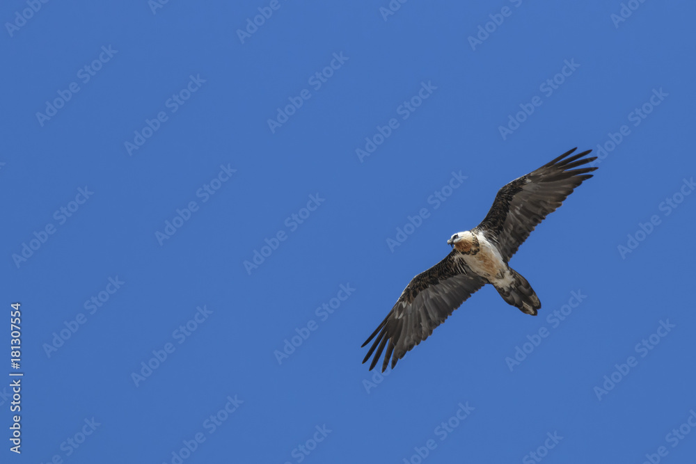 Bearded vulture (Gypaetus barbatus) also known as Lammergeier or Bearded Vulture flying in China