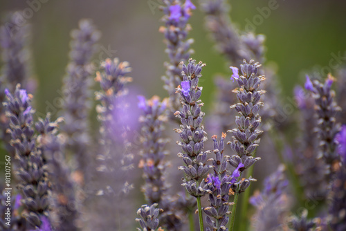 Close up on Lavender field, UK.