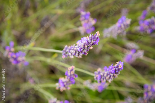 Fototapeta Naklejka Na Ścianę i Meble -  Close up on Lavender field, UK.