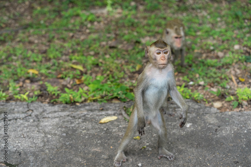 Monkey is standing