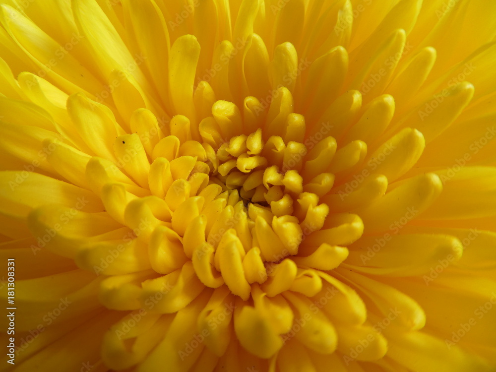 菊 菊