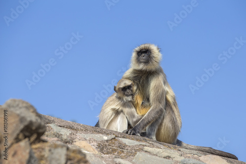 Langur monkey family in the town of Mandu, India. © OlegD