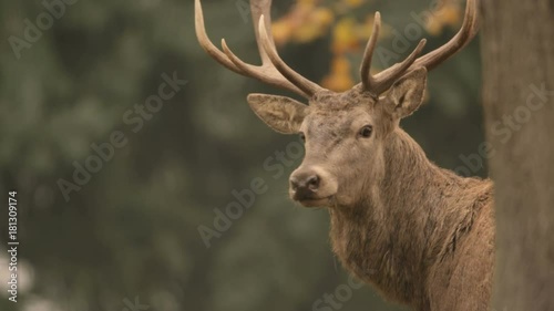 red deer in rutting season - 5k red epic footage