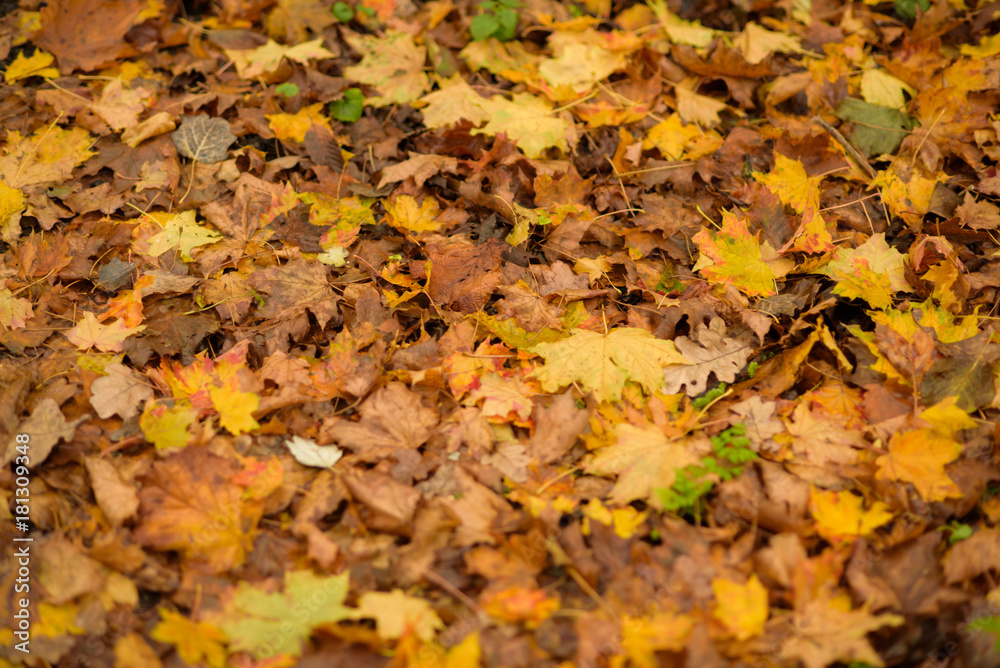 Various fallen leaves in a park Various fallen leaves in a park