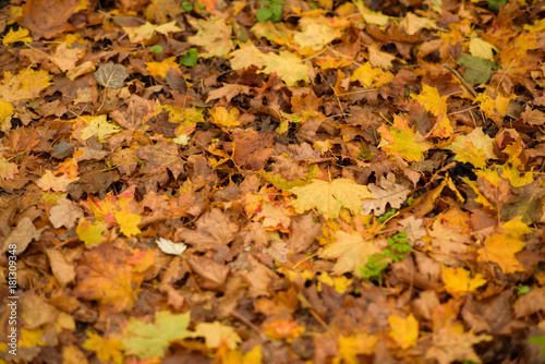 Various fallen leaves in a park