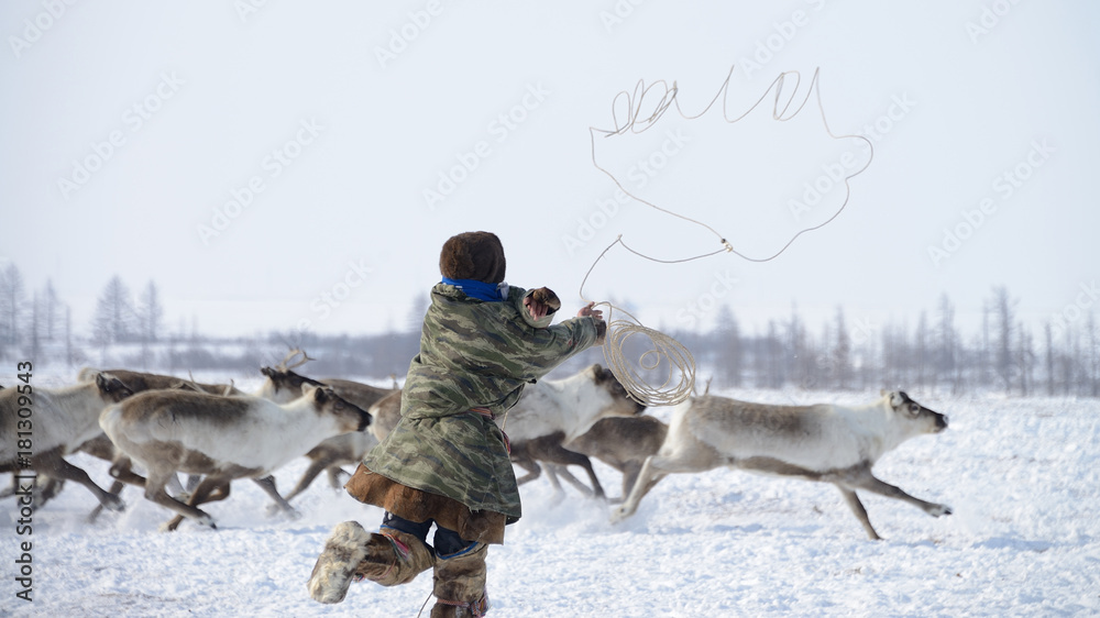 Obraz premium Отлов оленей