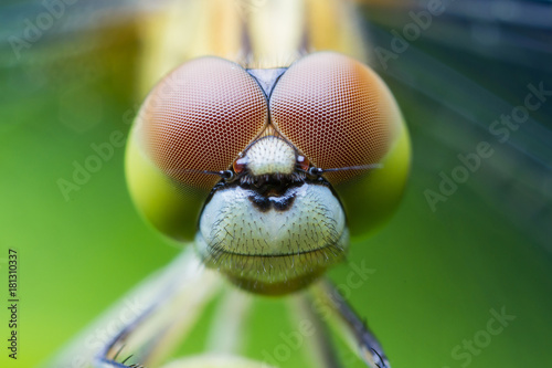 Dragonfly Macro close-up