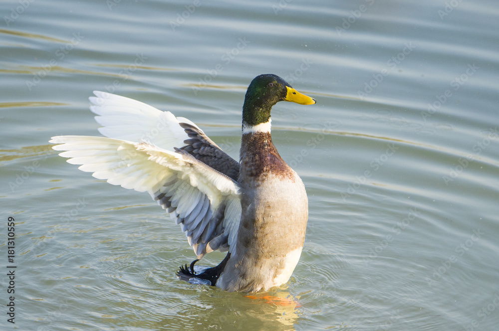 Fototapeta premium Duck