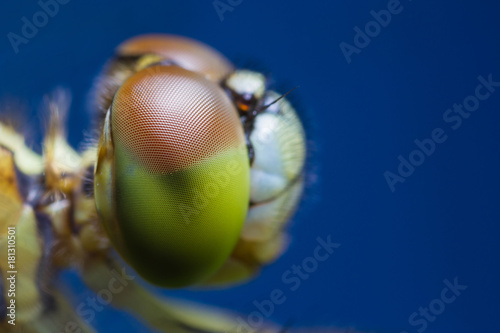 Dragonfly Macro close-up