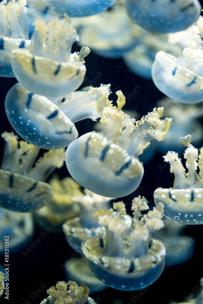 Naklejka premium pattern jellyfish underwater in aquarium 