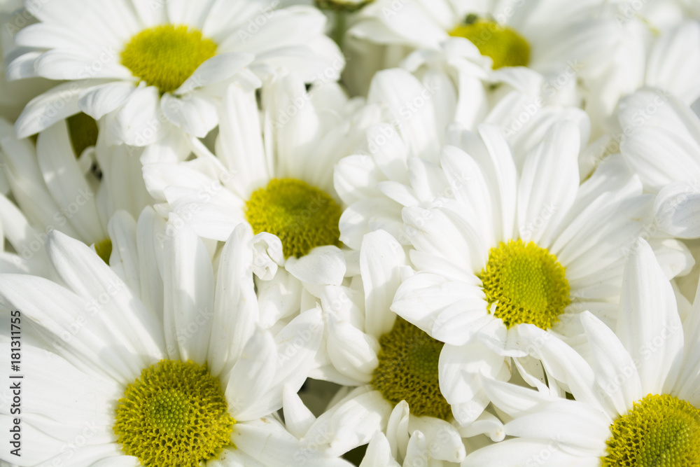 Obraz premium yellow white paper flowers seamless background