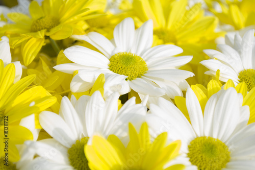 yellow white paper flowers seamless background