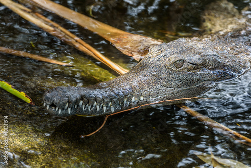Crocodile, Sidney, Australia. © Roberto