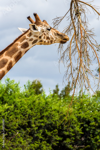 Giraffe eating and Sidney CBD in the background, Australia. © Roberto