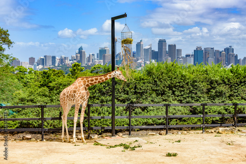 Giraffe eating and Sidney CBD in the background, Australia. © Roberto