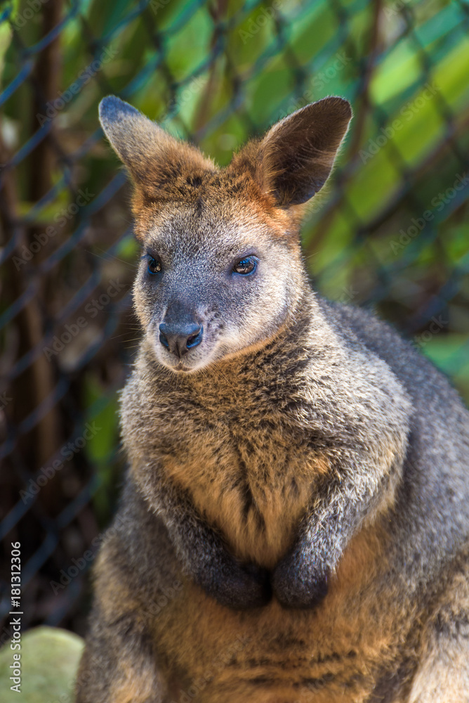 Red kangaroo, Sidney, Australia. Red kangaroo, Sidney, Australia.