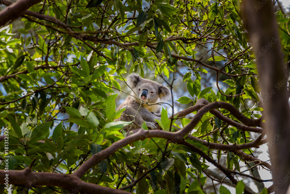 Obraz premium Koala, Sidney, Australia