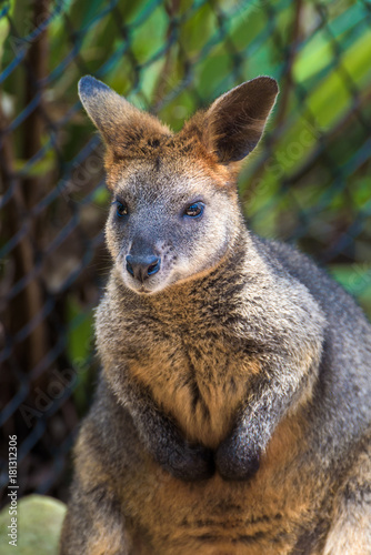 Red kangaroo, Sidney, Australia. © Roberto