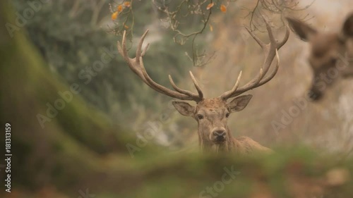 red deer in rutting season - 5k red epic footage