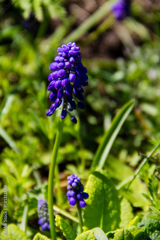 Muscari blue grape hyacinth flower in garden Muscari blue grape hyacinth flower in garden