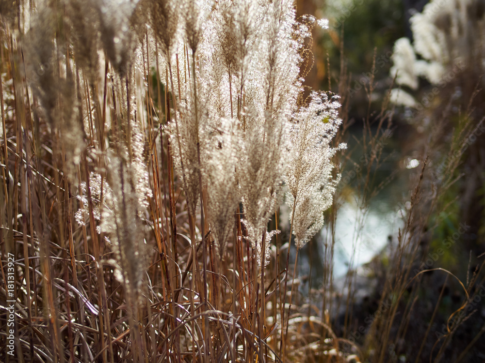 Dry grass Dry grass