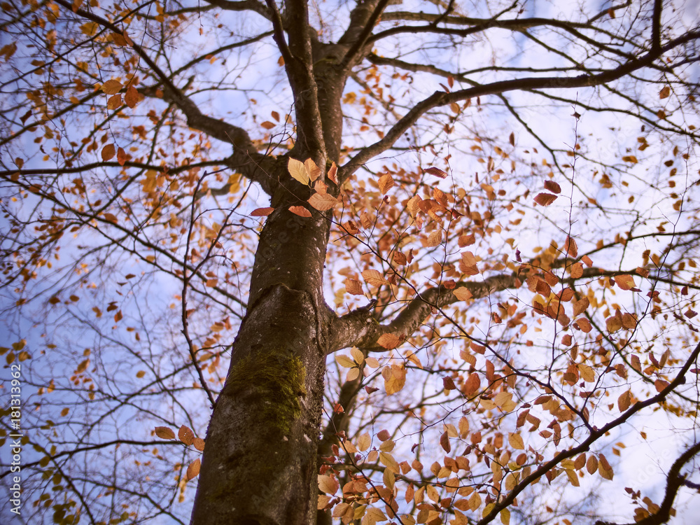 Obraz premium Fall tree