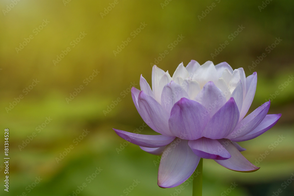 Beautiful lotus in the pond. Beautiful lotus in the pond.