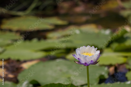 Beautiful lotus in the pond.