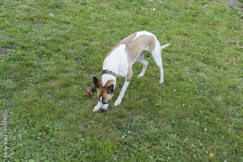 Fotografie A two-colored little greyhound crunching on the grass.