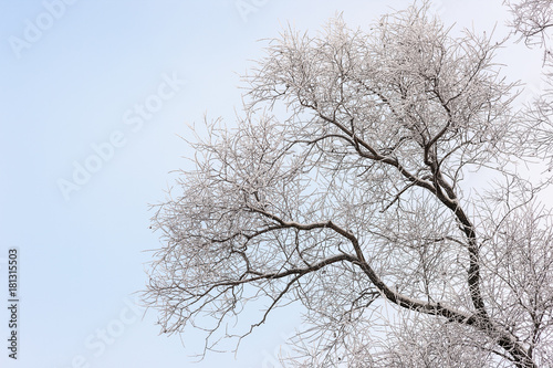 trees in frost and snow