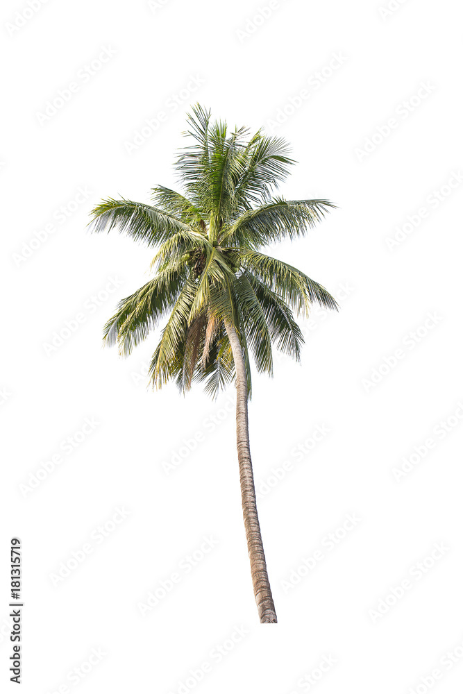 Fototapeta premium Coconut tree isolated on white background.