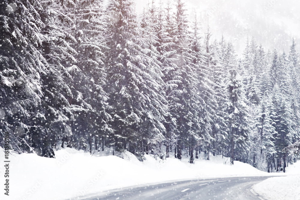 Fototapeta premium Beautiful snow-covered fir-trees in the Alpine mountains.